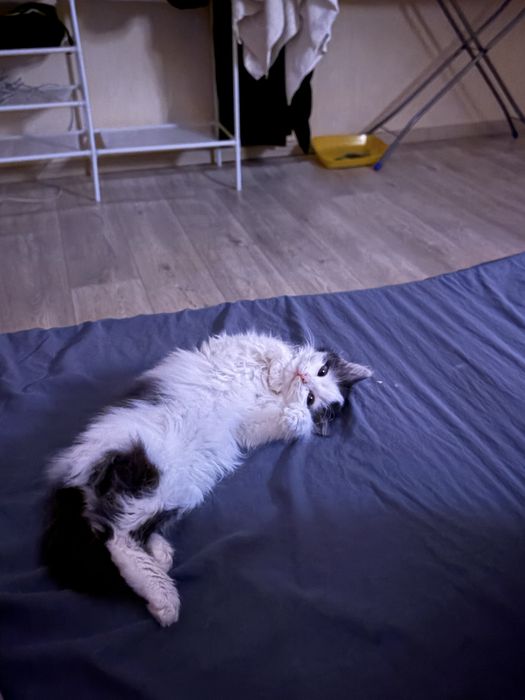 Отдам в добрые руки котенка