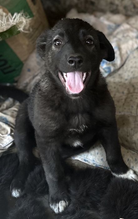 В добрые руки щенок !