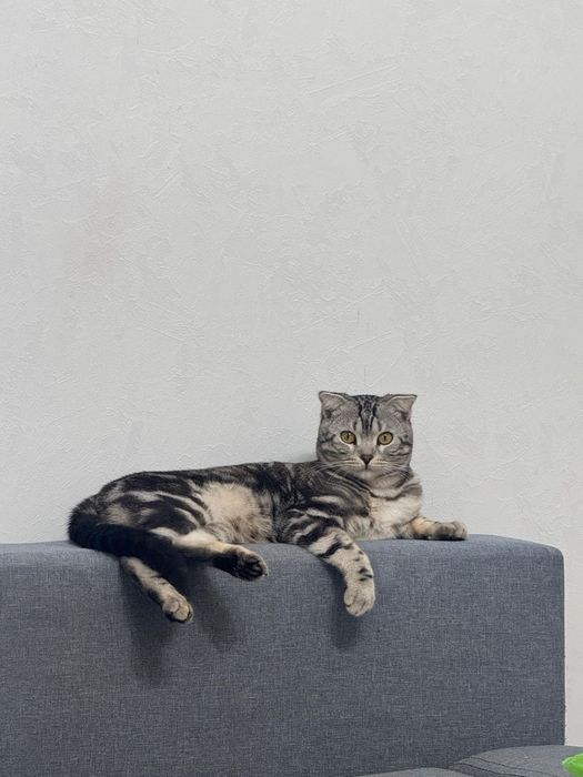 Продам Шотландца