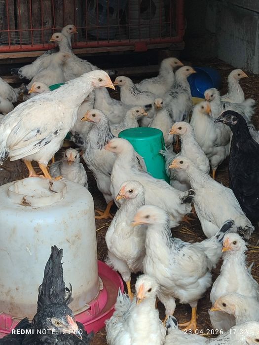 50 та адлер 5 та кора товук сотилади