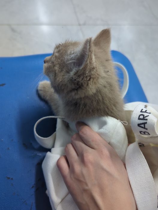 Маленький котик ищет дом