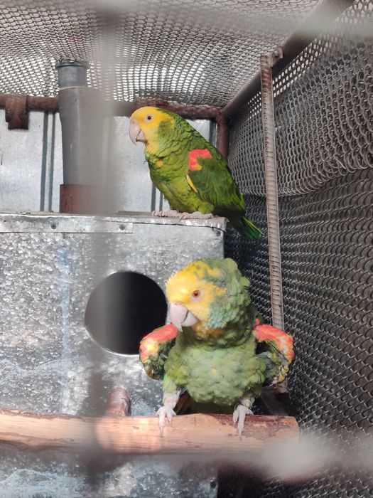 Papagal Amazon Magna Oratrix