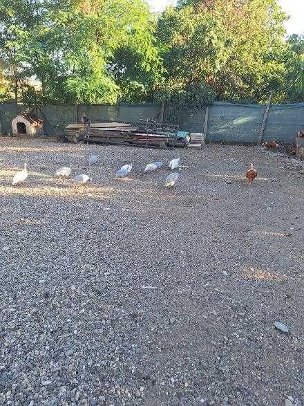 Vand bibilici in  Simleu Silvaniei
