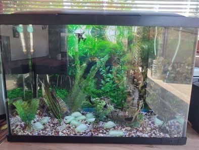 Аквариум за декоративни рибки 60 литра