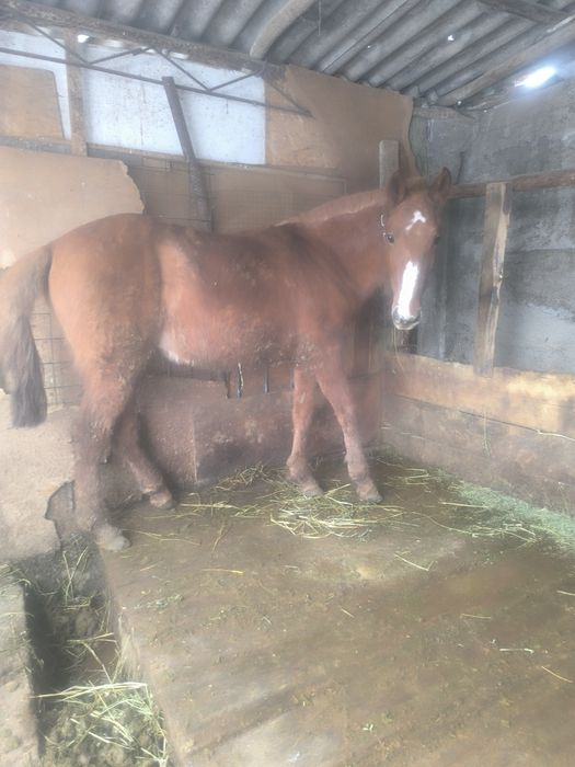 Полтора годовалый жеребчик