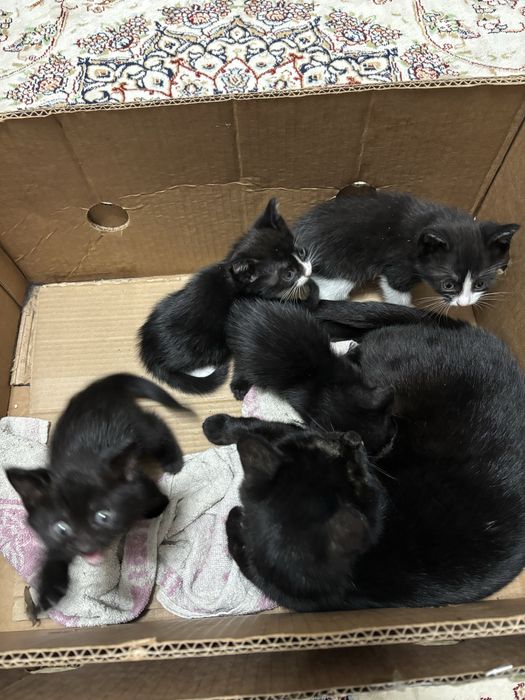 Марғау (кішкентай ұрғашы мысықтар)