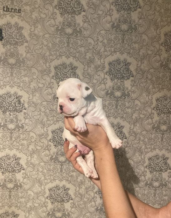 Продаются  французики