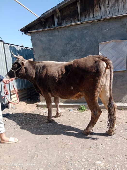 Корова Алатауская