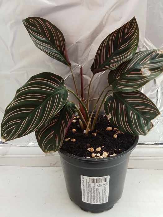 В продаже комнатные цветы