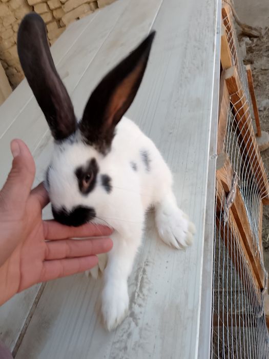 Strakach quyon sotiladi