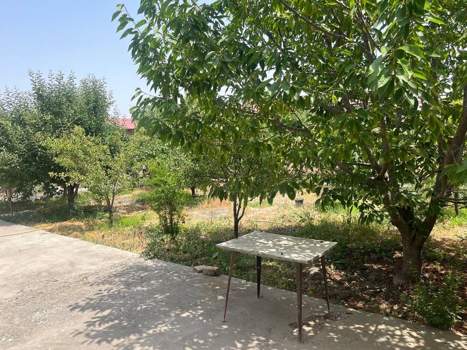 Kotej sotiladi 6-sotuqlik Jomboy tumani Samarqand mahalla