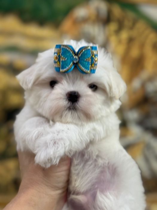 Кукольные малыши мальтезе