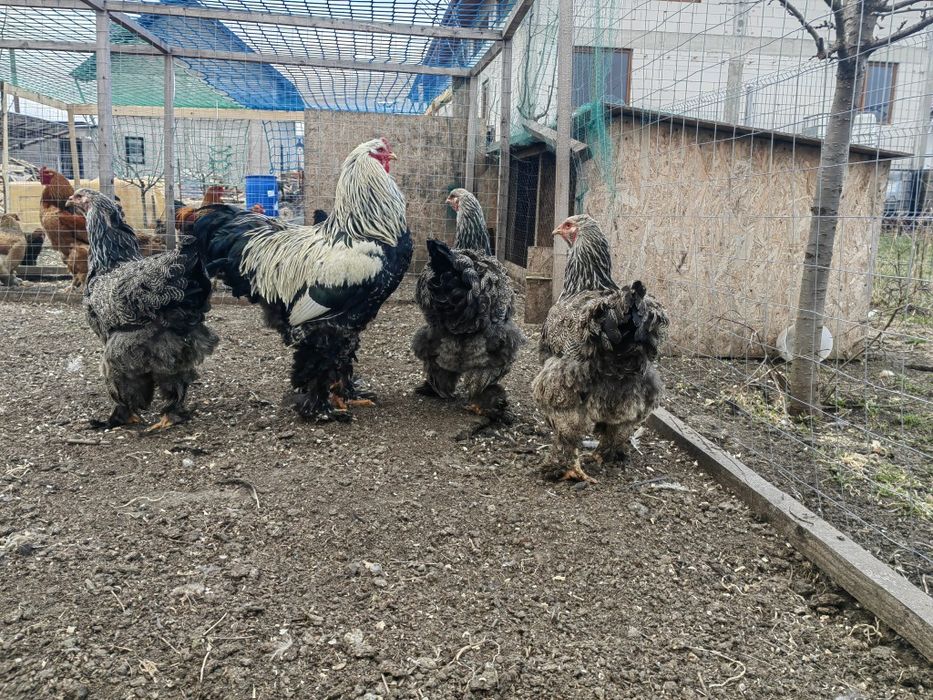 Oua Brahma Hermat Inchis