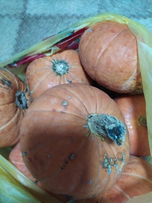 Продам тыкву дачную