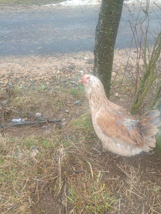 Oua   ameraucana pentru incubat și pui de 3 săptămâni Ameraucana în Bi