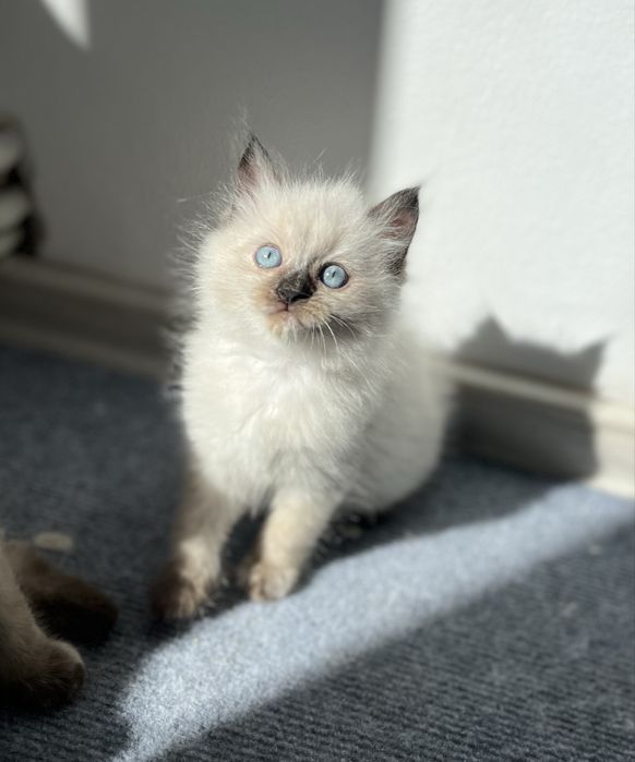Puiuț Ragdoll.