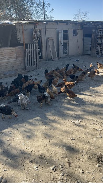 Петушки на продажу