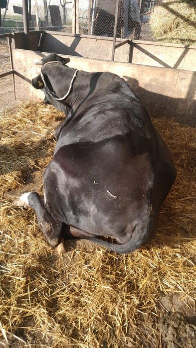 Бычки-Телки с Откорма.