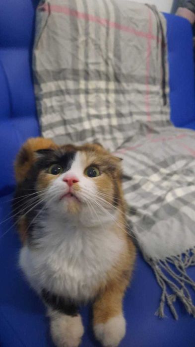 Трехцветное счастье в ваш дом