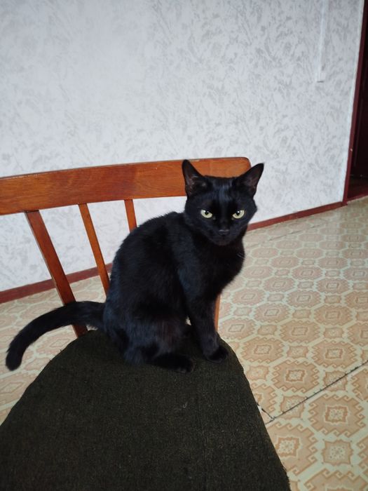 Отдадим в добрые руки г.Булаево