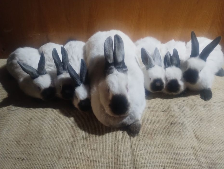 Vând iepuri californian