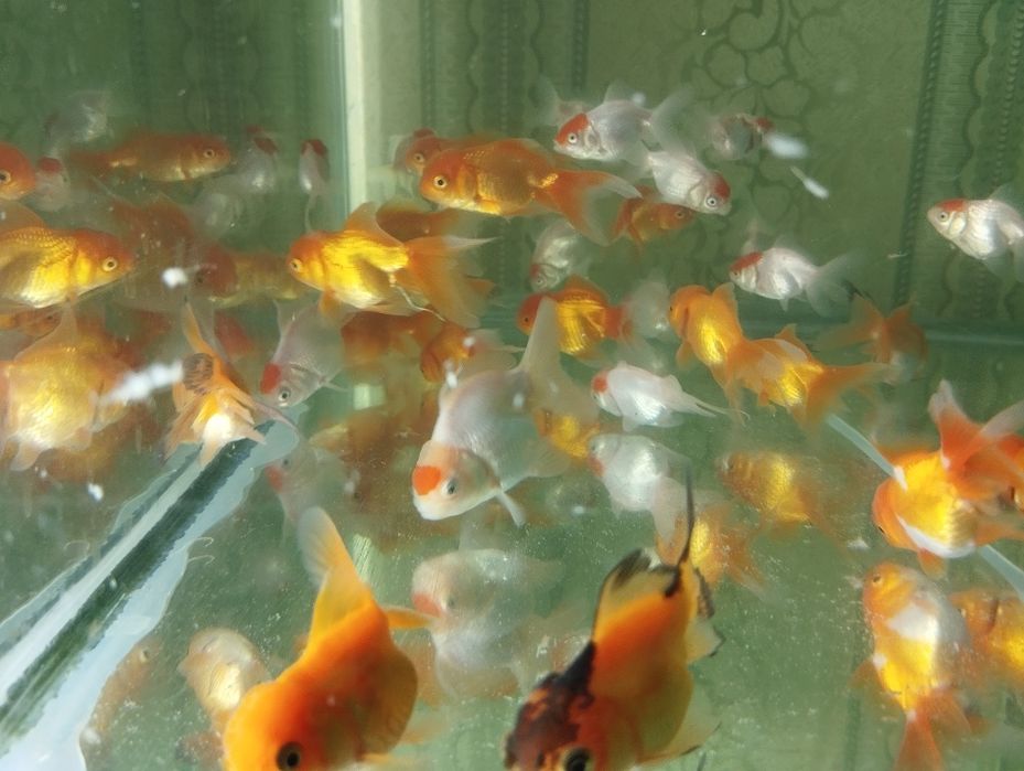 Золотые рыбки Аранда,красная шапочка и телескопы