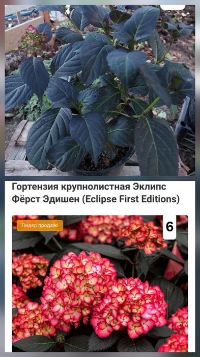 Гортензии крупнолистные