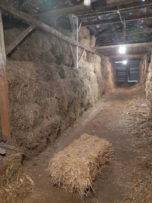 De vanzare Baloti de paie