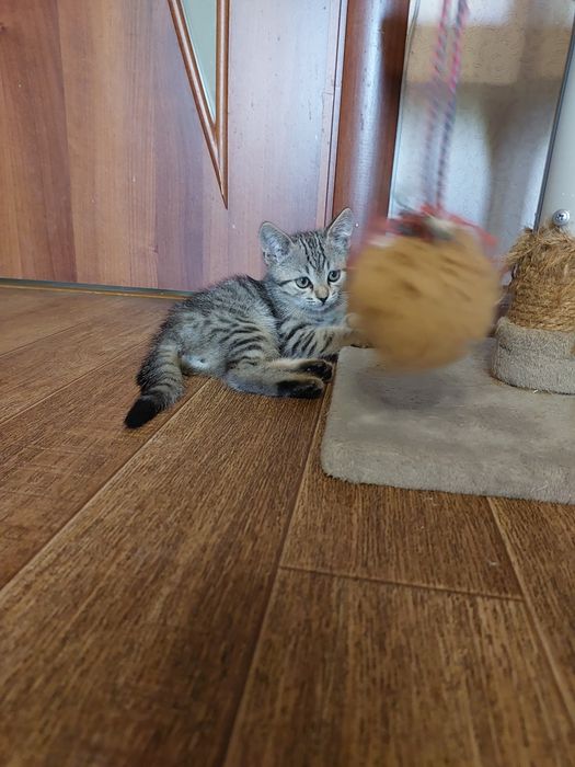 Отдам котенка в добрые руки