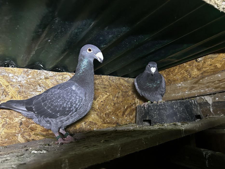 De vanzare galateni si germani