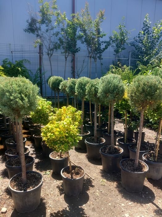 Tuia/thuja smaragd/leyland, catalpa, pin