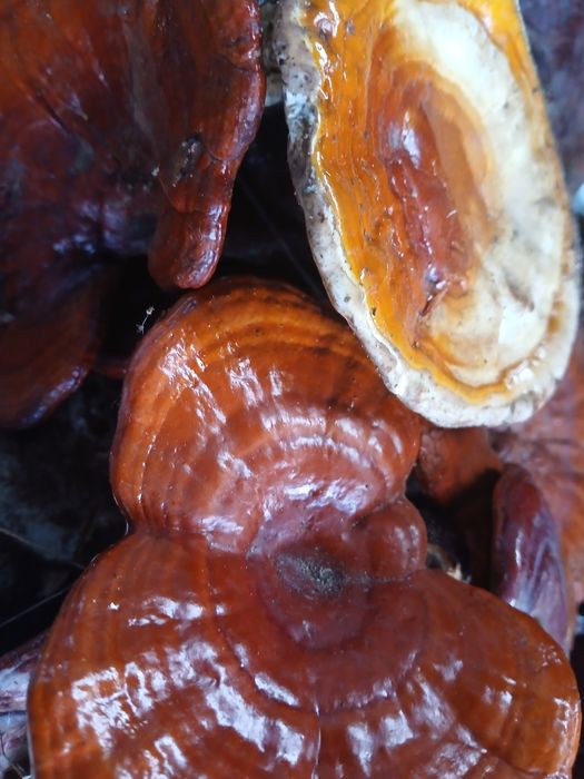 Ciuperci medicinale Ganoderma Lucidum