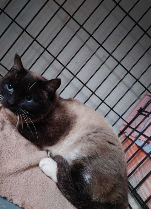 Сиамская красавица кошка ищет дом