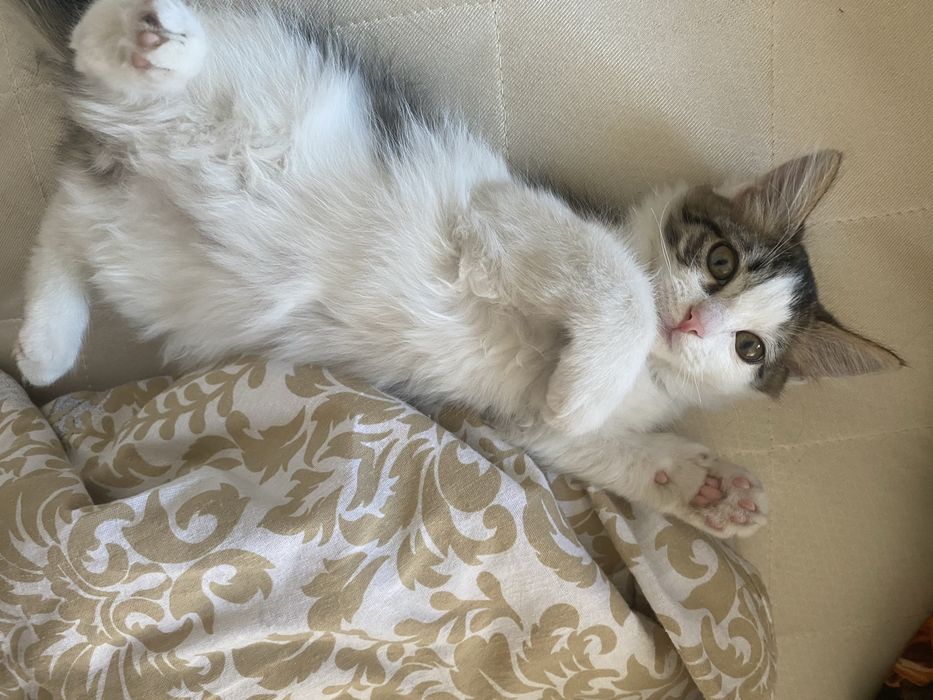 отдам котенка в хорошие руки)