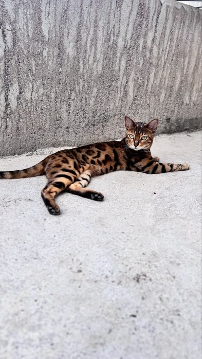 Продам кота в хорошие руки