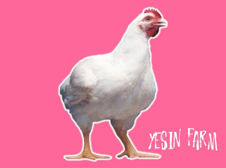 Бройлерные яйца инкубационные РОСС 308 — крепкий вывод