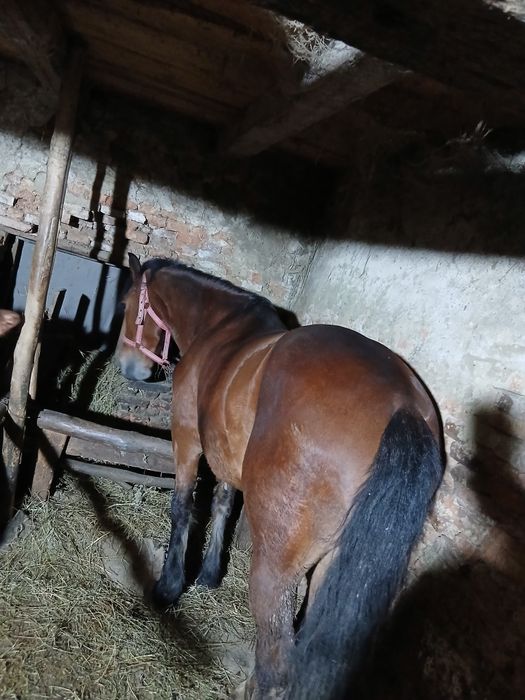 Iapa de vânzare blânda