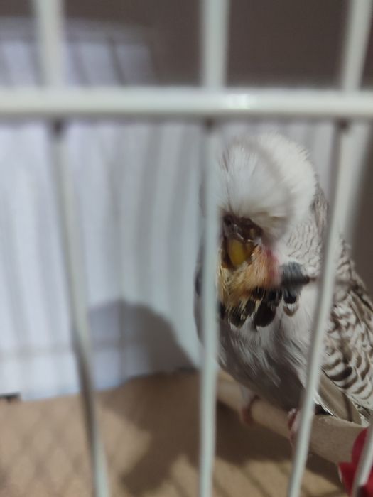 Изложбени папагали