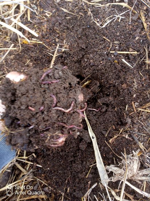 Калифорния кизил йомгир чувалчанги