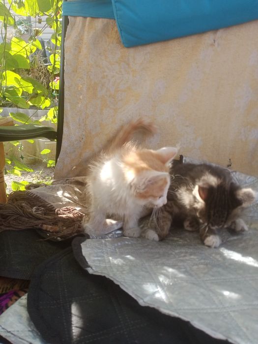Отдам котят бесплатно