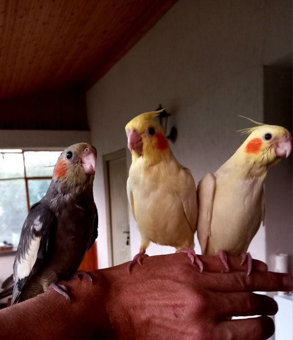 Papagali perusi, nimfe,agapornis, cantători, zebre,canari, micul alexa