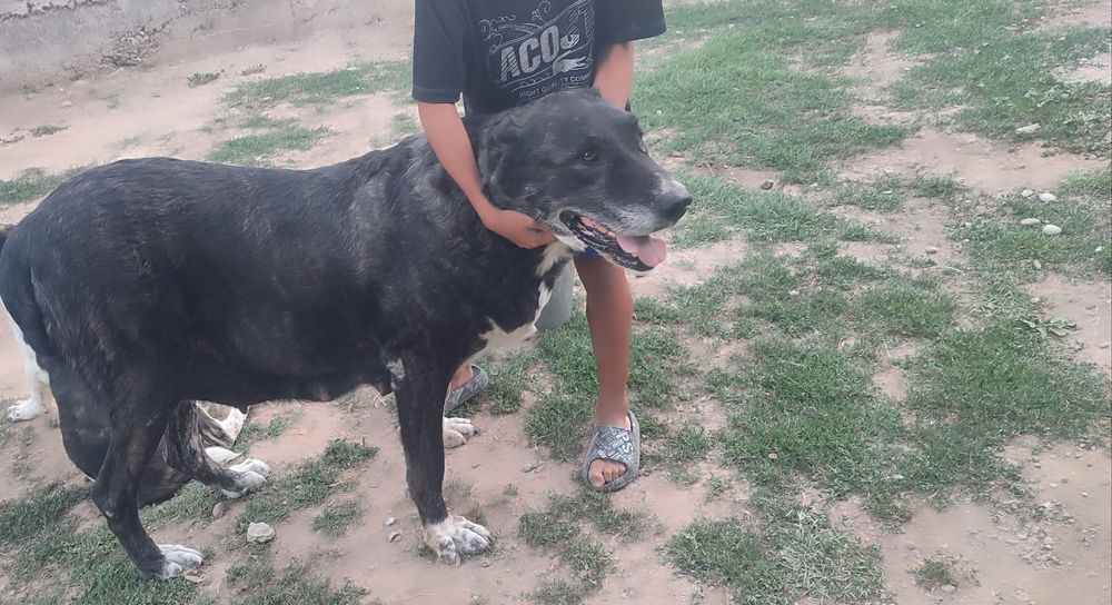 Продам алабай алабай