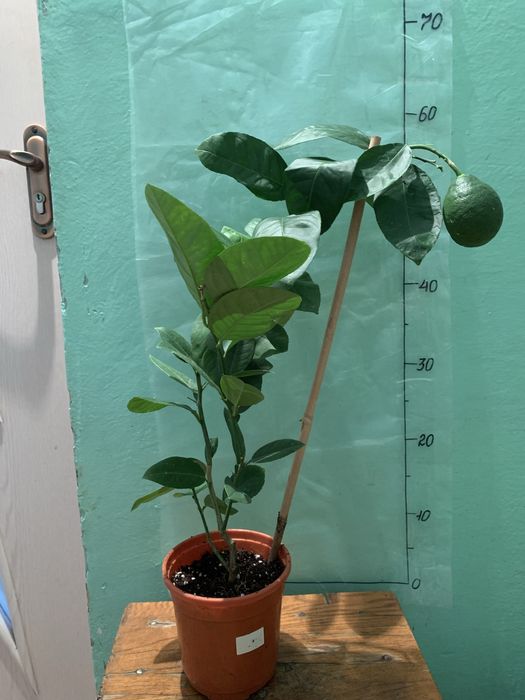 Лимон дерево. Сорт Пандероза. Возраст 3-4 летки.