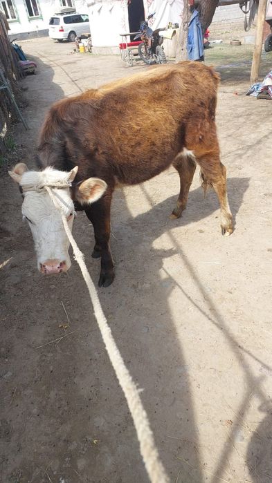 Сиыр бұқа бұзау.