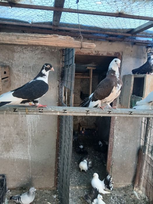 Porumbei de vânzare