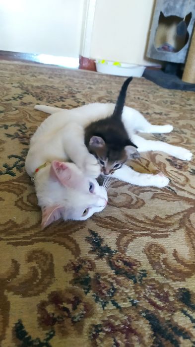 Недорого котята.