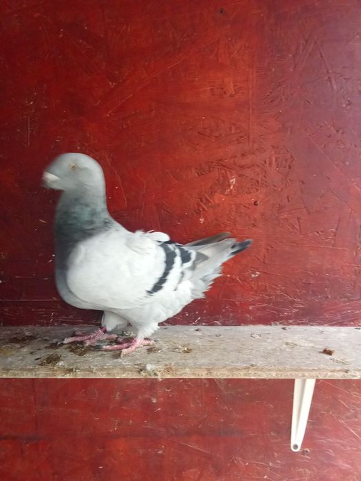 De vânzare porumbei voiajori standard și Plonjorii de Adana.