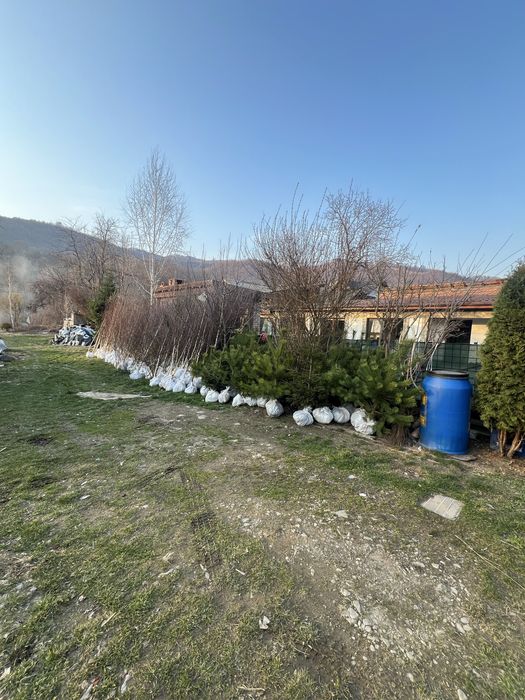 Mesteacan alb bentula livrare si plantate gratuita oriunde in tara