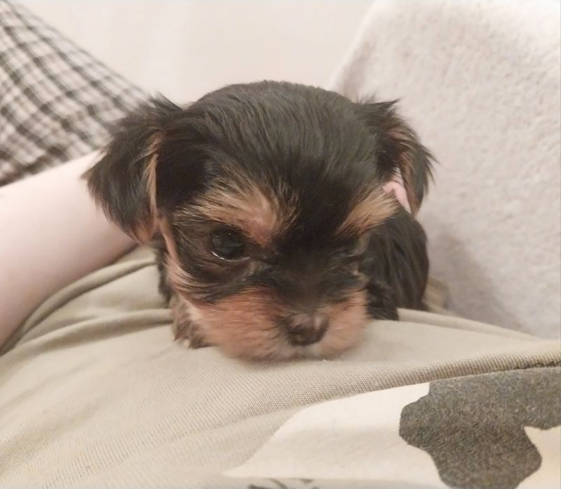 Девочка йоркширского терьера