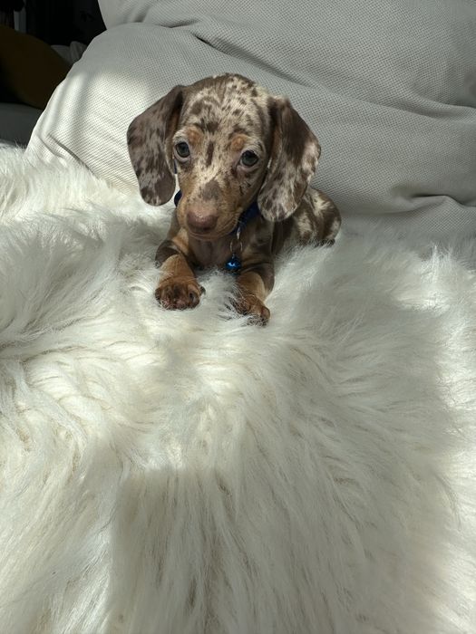 Teckel/dachshund miniatura
